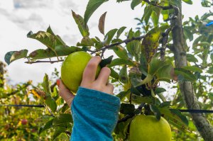 2017 Apple Picking-28